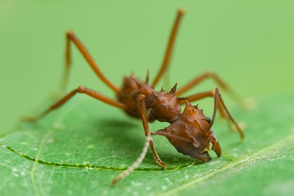 Les fourmis coupe-feuilles (fourmis Atta)