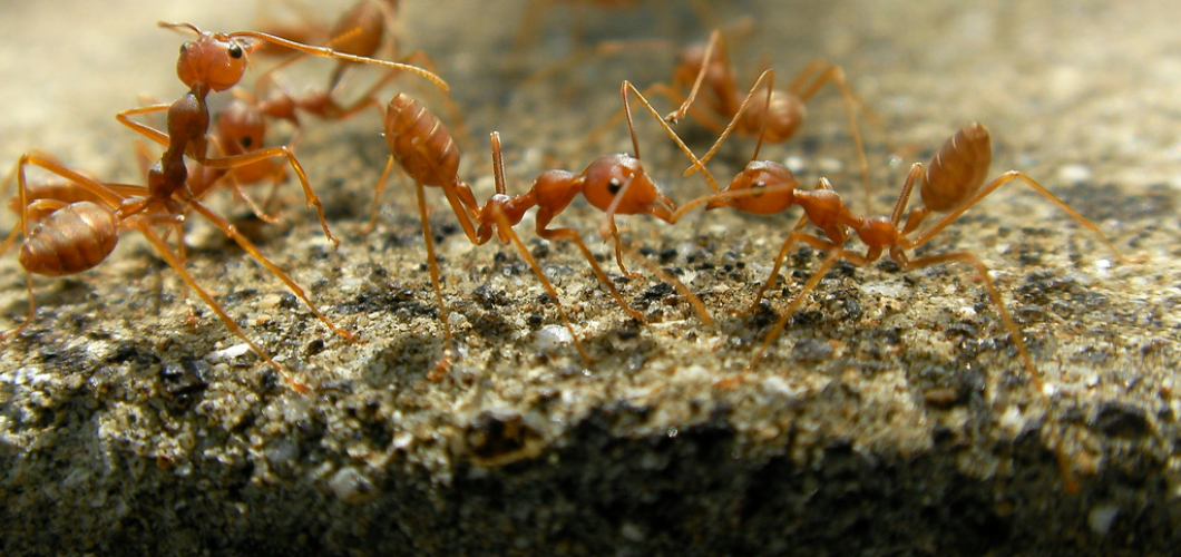 Le cycle de vie d’une fourmis (Infographie)