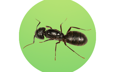 Camponotus pennsylvanicus