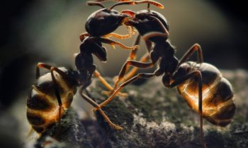 Comment identifier une fourmis ?